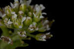 Field pepperweed